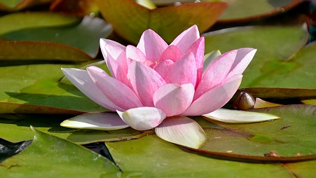 La Flor de loto y su significado