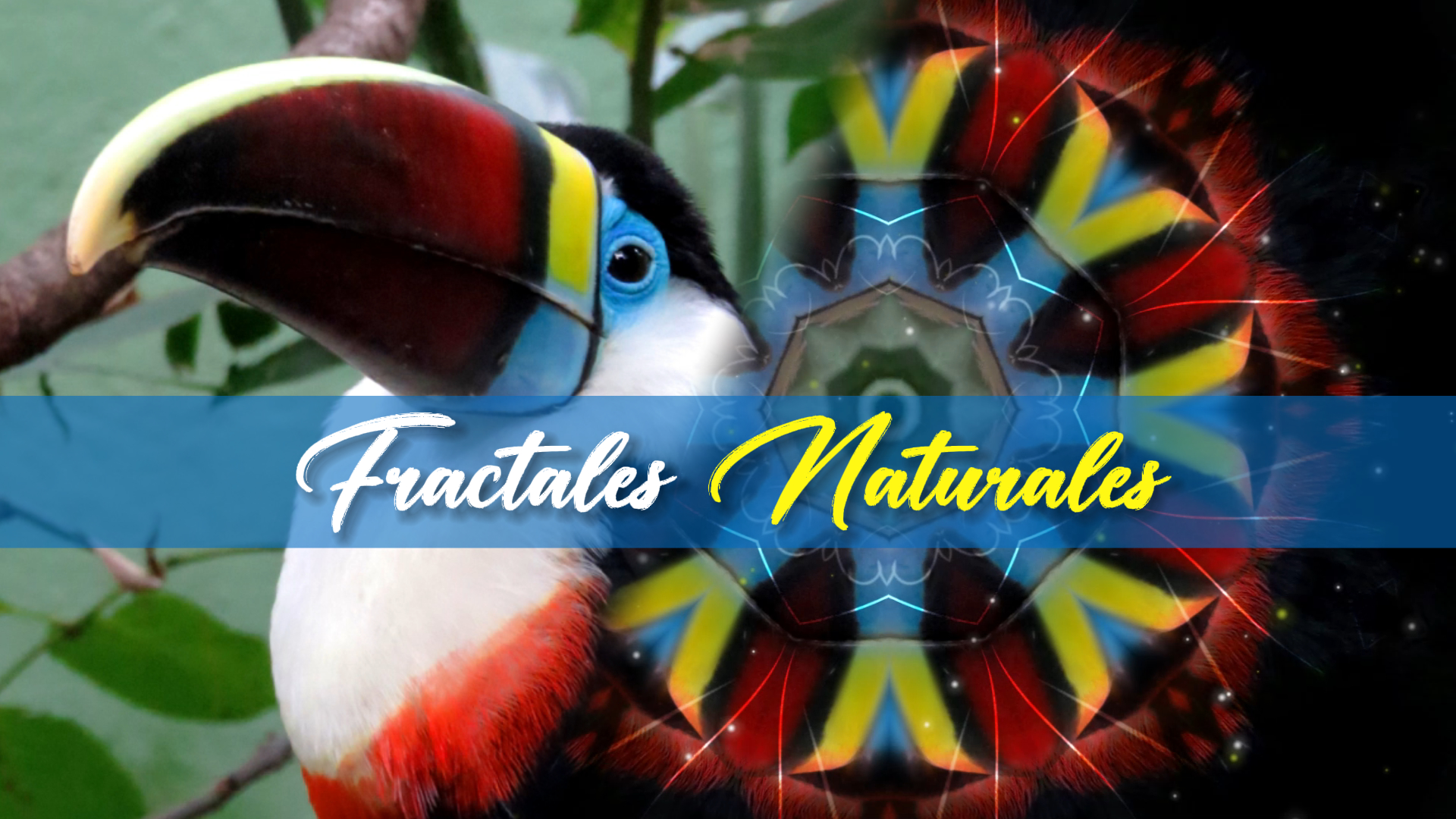 Fractales Naturales Reflejando la Belleza del Tucán